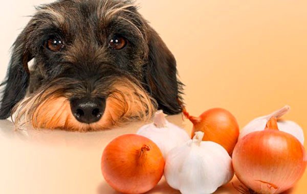 alimentos que no debes dar a tu perro
