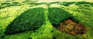 8 productos «ecológicos» que en realidad son malos para el medio ambiente