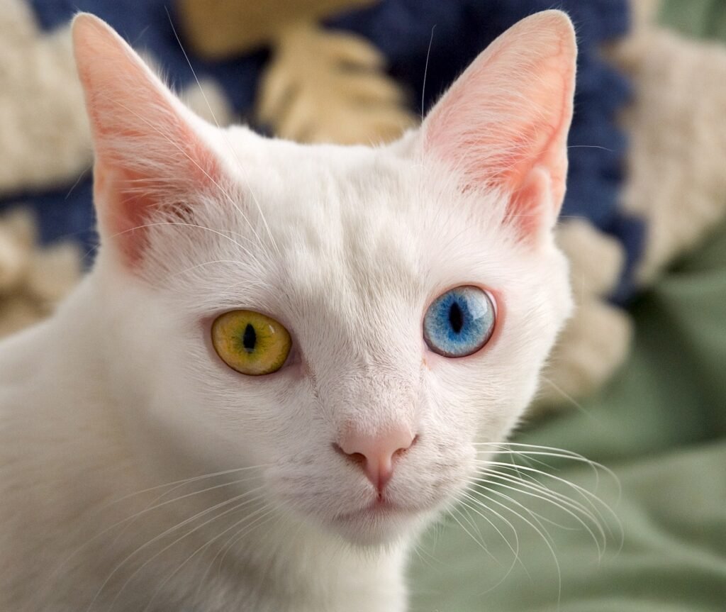 heterocromia en gato blanco