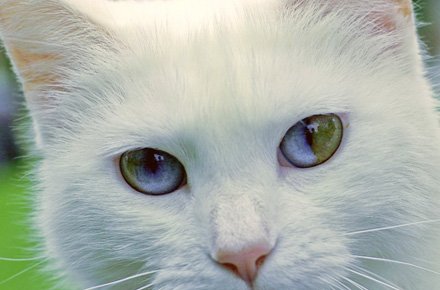 ojos dicromaticos en gatos
