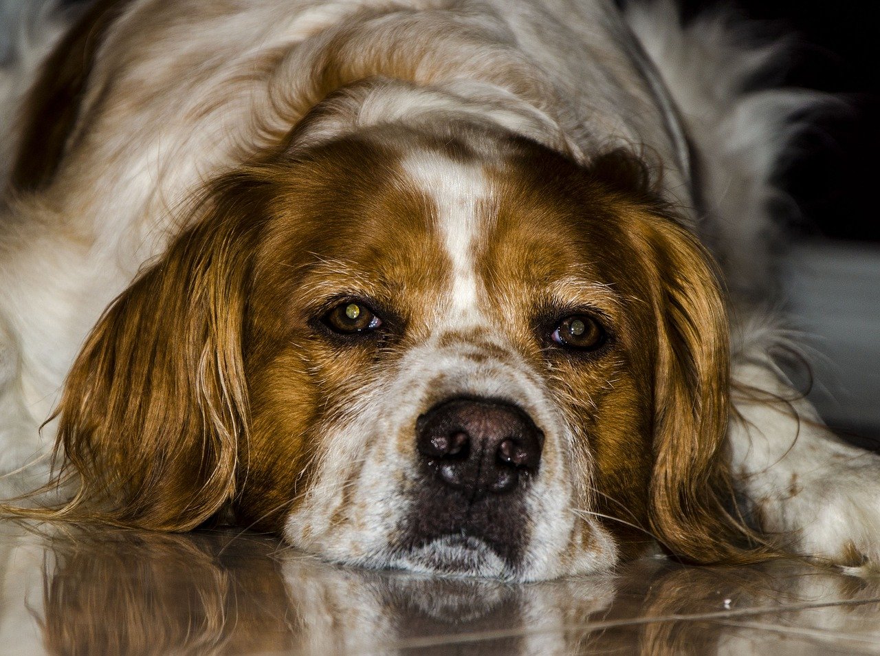 Preparándote para afrontar la muerte de tu mascota: consejos prácticos y emocionales